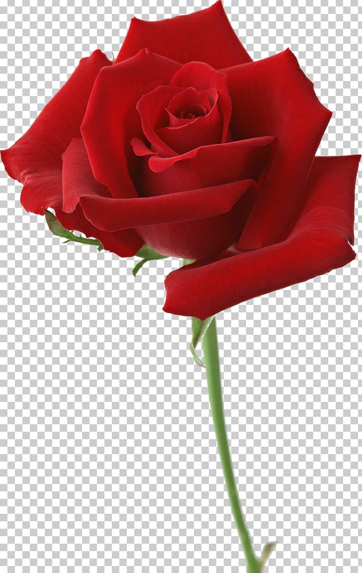 Garden Roses Flower Desktop Red PNG, Clipart, Blue Rose, China Rose, Cut Flowers, Desk, Floribunda Free PNG Download