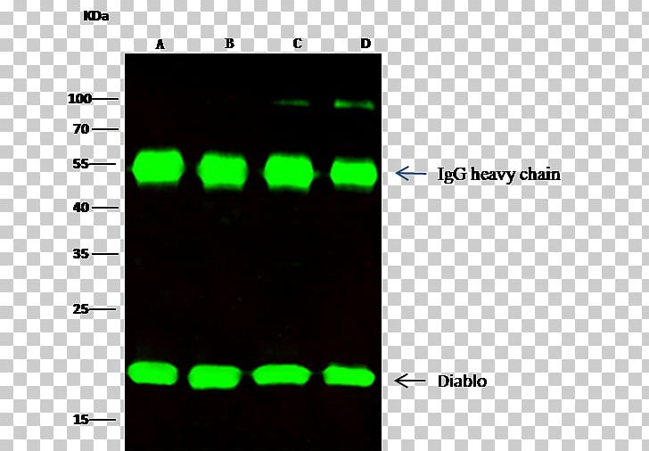 Monoclonal Antibody Immunoglobulin Light Chain Immunoglobulin Heavy Chain Heavy-chain Antibody PNG, Clipart, Amino Acid, Antibody, Biotechnology, Brand, Com Free PNG Download