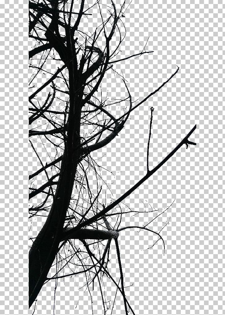 Photography Twig Black And White PNG, Clipart, Art, Black, Branch, Cartoon Ghost, Common Text Dialogue Free PNG Download