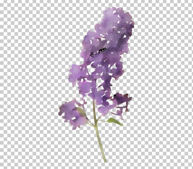 Lavender PNG, Clipart, Cut Flowers, Flower, Lavender, Lilac, Petal Free PNG Download