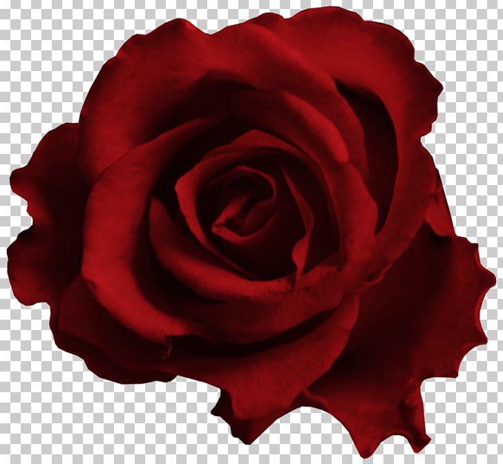 Garden Roses Cabbage Rose Red PNG, Clipart, Art, China Rose, Cut Flowers, Download, Floribunda Free PNG Download
