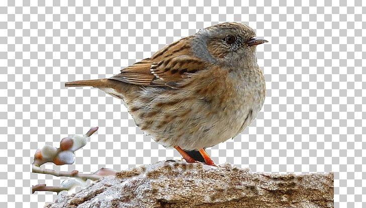 House Sparrow Bird Parrot Moineau PNG, Clipart, Animals, Beak, Bird, Bonne, Bonne Annee Free PNG Download