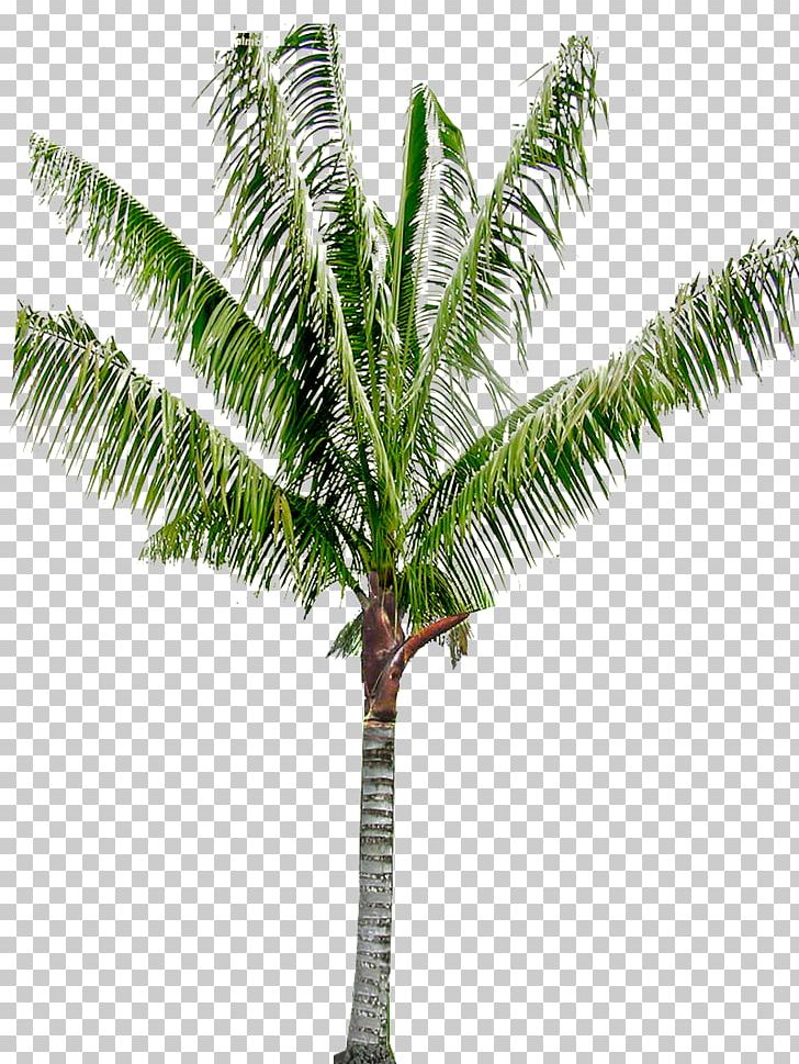 Babassu Arecaceae Coconut Oil Palms Asian Palmyra Palm PNG, Clipart, Arecaceae, Arecales, Areca Palm, Asian Palmyra Palm, Attalea Free PNG Download