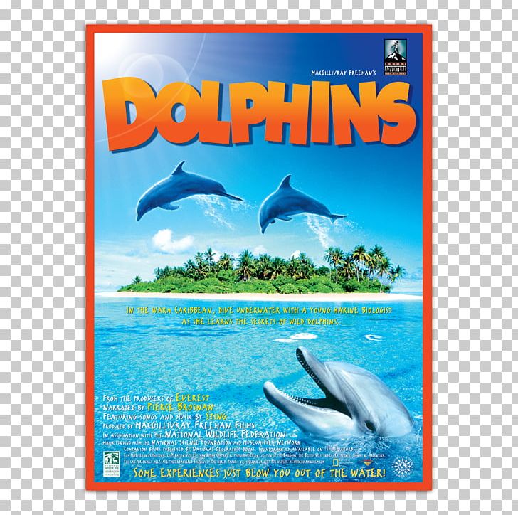 Common Bottlenose Dolphin La Plata Dolphin IMAX DVD PNG, Clipart, 4s Shop Poster, Advertising, Animals, Common Bottlenose Dolphin, Documentary Film Free PNG Download