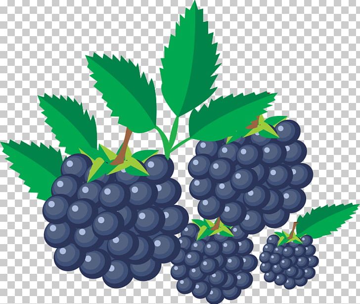 Grape Blackberry Fruit PNG, Clipart, Berry, Bilberry, Blackberry, Blueberry Tea, Bramble Free PNG Download