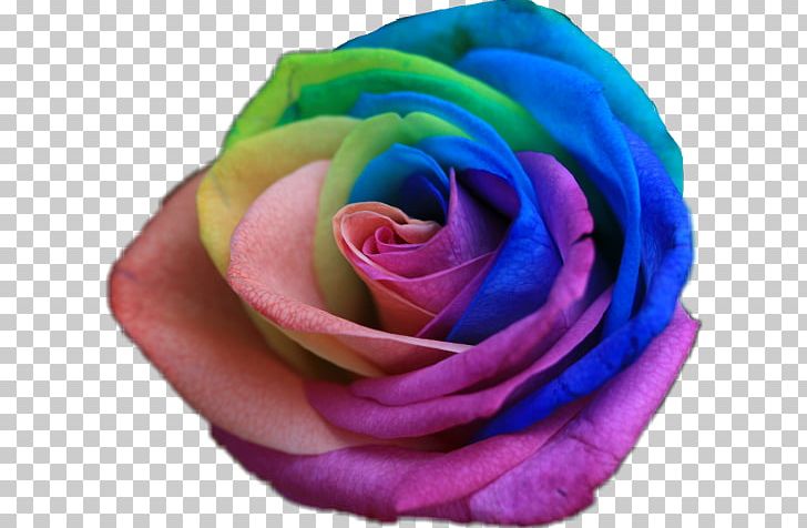Rainbow Rose Flower Color Garden Roses PNG, Clipart, Blue, Blue Rose, Close Up, Color, Cut Flowers Free PNG Download