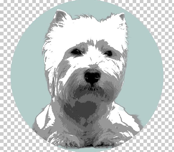 West Highland White Terrier Cairn Terrier Glen Dog Breed PNG, Clipart, Breed, Cairn, Cairn Terrier, Carnivoran, Dog Free PNG Download