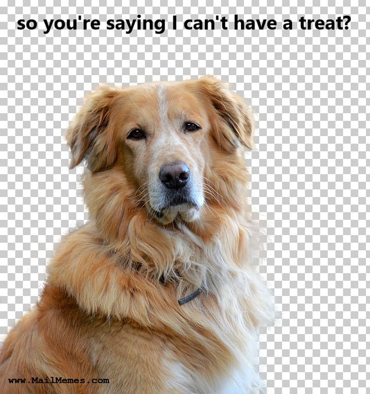 Cat Golden Retriever Pet Dog Food Dog Biscuit PNG, Clipart, Animals, Cat, Companion Dog, Dog, Dog Biscuit Free PNG Download