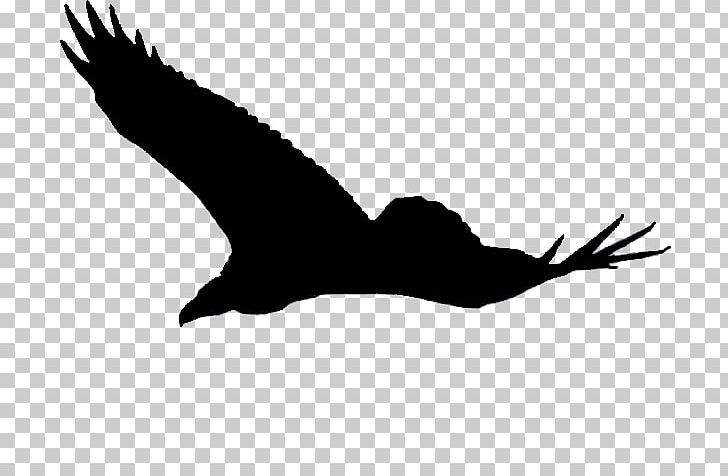 Eagle Fauna Silhouette Wildlife PNG, Clipart, Argentavis Magnificens, Beak, Bird, Bird Of Prey, Black Free PNG Download