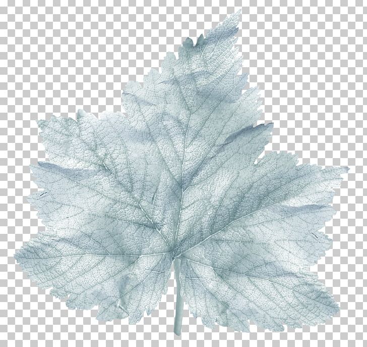 Leaf Tree PNG, Clipart, Leaf, Plant, Tree Free PNG Download