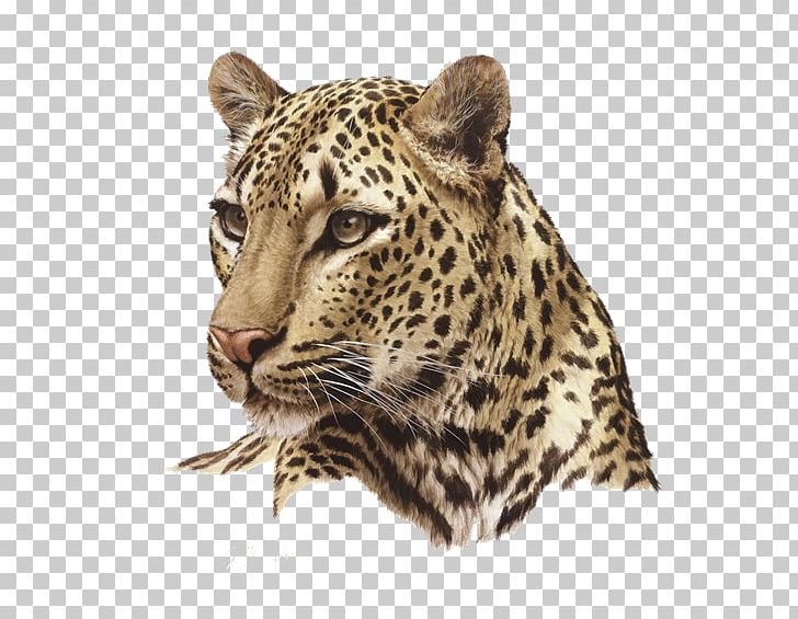 Leopard Portable Network Graphics Felidae Desktop PNG, Clipart, Animals, Background Size, Best Quality, Big Cats, Carnivoran Free PNG Download