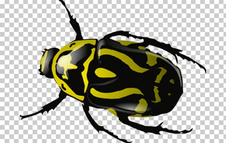 2017 Volkswagen Beetle Ladybird PNG, Clipart, 2017 Volkswagen Beetle, Animals, Arthropod, Bee, Beetle Free PNG Download