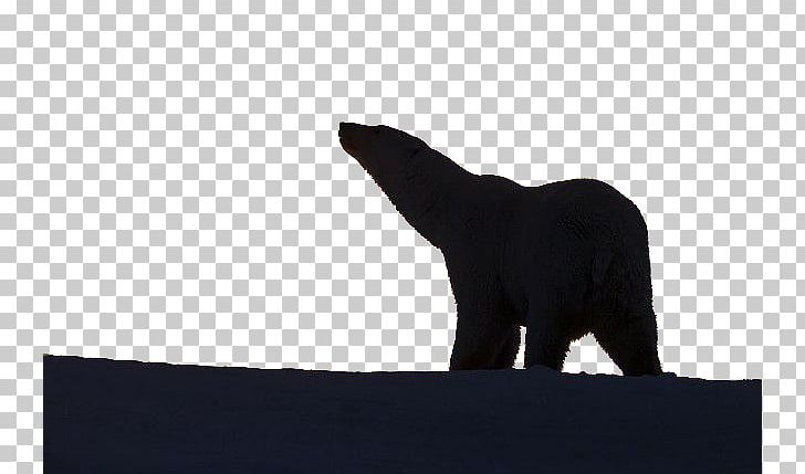 Black Silhouette Carnivora White PNG, Clipart, Animals, Baby Bear, Bear, Bears, Black Free PNG Download