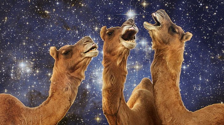 Camel Llama Desktop 1080p PNG, Clipart, 720p, 1080p, Animal, Animals, Camel Free PNG Download