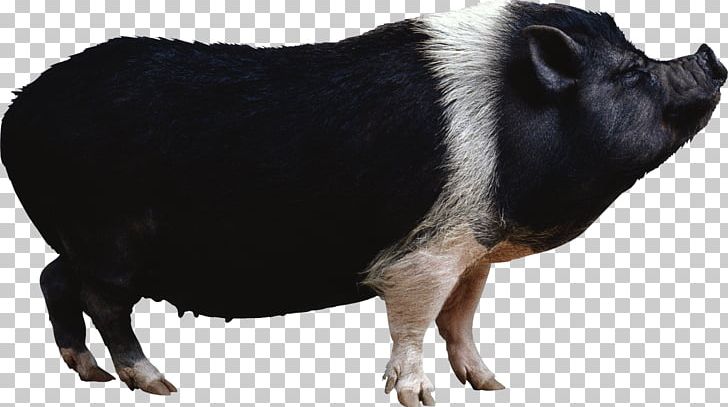 Domestic Pig Portable Network Graphics Desktop PNG, Clipart, Cattle Like Mammal, Desktop Wallpaper, Domestic Pig, Download, Livestock Free PNG Download