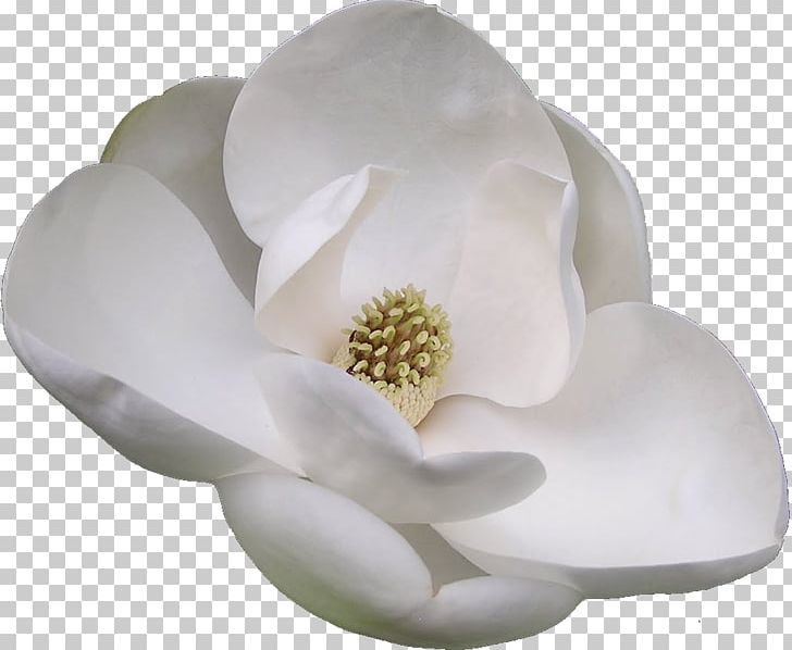 Flowering Plant Southern Magnolia Chinese Magnolia PNG, Clipart, Chinese, Chinese Magnolia, Evergreen, Flor, Flower Free PNG Download