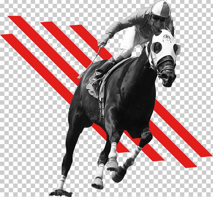 Meydan Racecourse Thoroughbred Standardbred Woodbine Racetrack Horse Racing PNG, Clipart, Bridle, Dog Like Mammal, Dubai World Cup, Equestrian, Hippodrome Free PNG Download