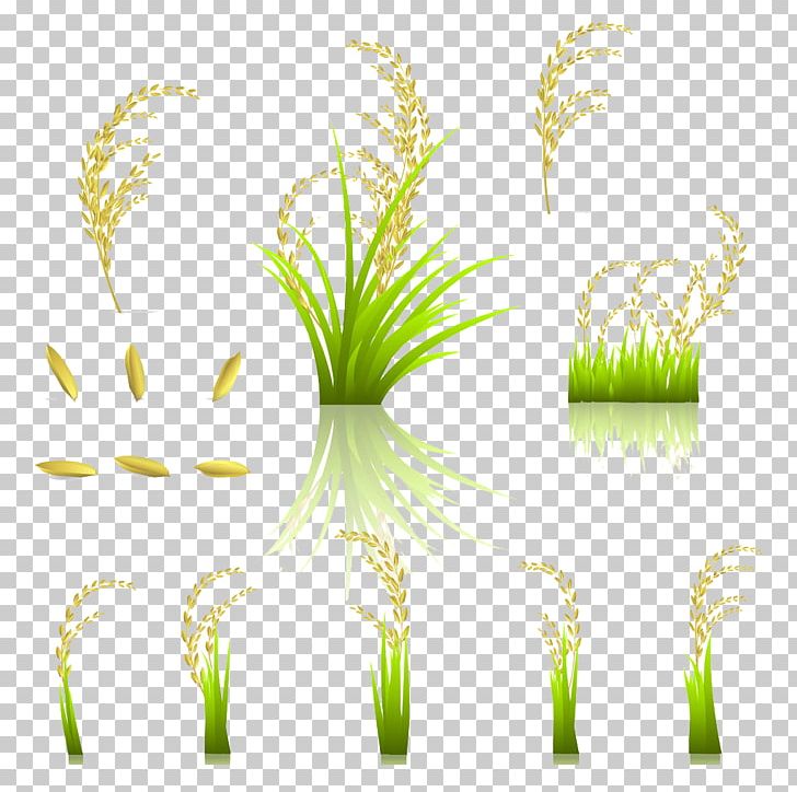 Oryza Sativa Rice PNG, Clipart, Bumper, Commodity, Crop, Download, Encapsulated Postscript Free PNG Download