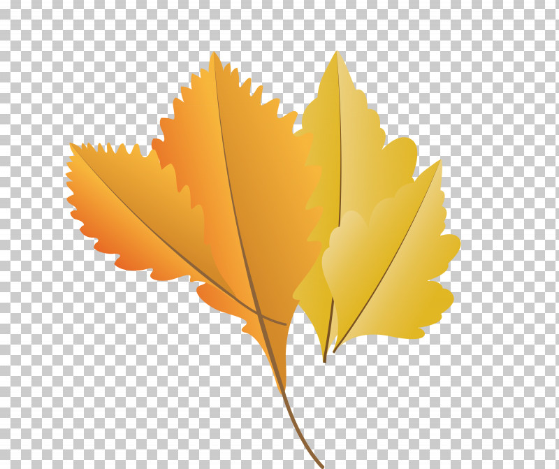 Maple Leaf PNG, Clipart, Autumn Leaf, Biology, Cartoon Leaf, Fall Leaf, Leaf Free PNG Download