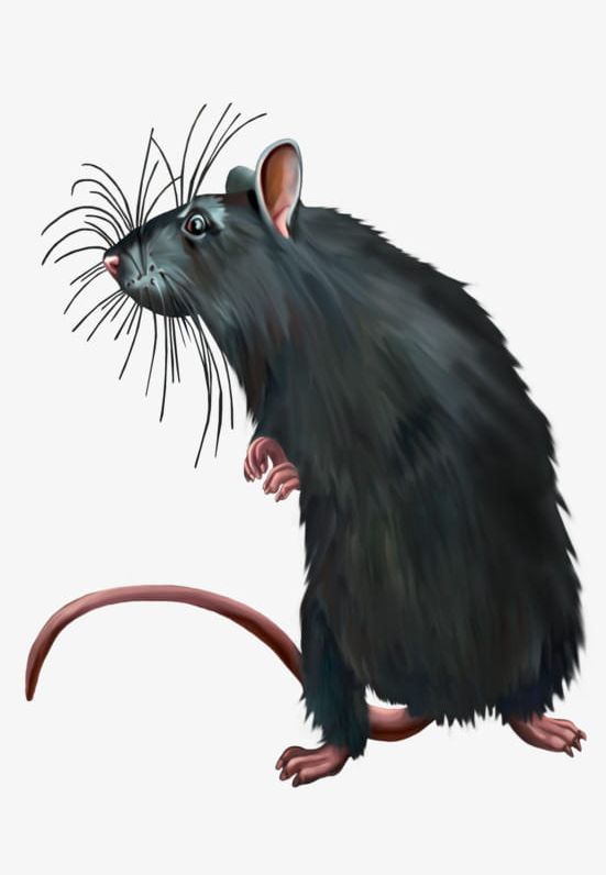 Dirty Black Rat PNG, Clipart, Animal, Black, Black Clipart, Black Mouse, Dirty Clipart Free PNG Download