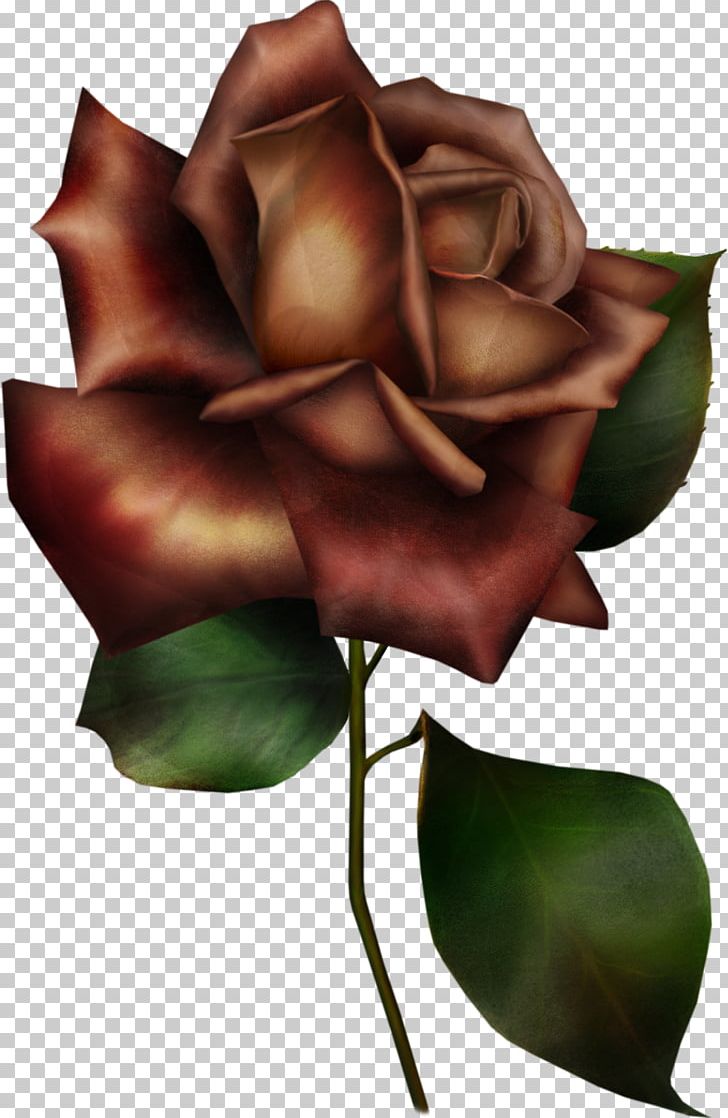 Flower Garden Roses Blue Rose PNG, Clipart, Arumlily, Blue, Blue Rose, Bud, Clip Art Free PNG Download
