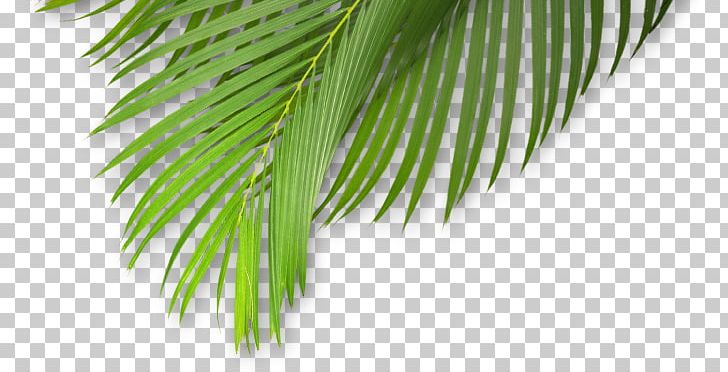 Leaf Plant Stem Tropical Climate Tropics PNG, Clipart, 14 July, 2017, Afacere, Ar 1, Areca Free PNG Download