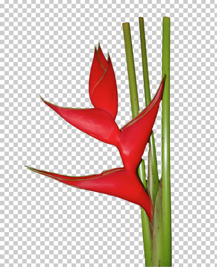 Cut Flowers Heliconia Psittacorum Strelitzia Reginae Plant PNG, Clipart, Banana, Bird Of Paradise Flower, Botanical Name, Coloring Pages, Colour Free PNG Download