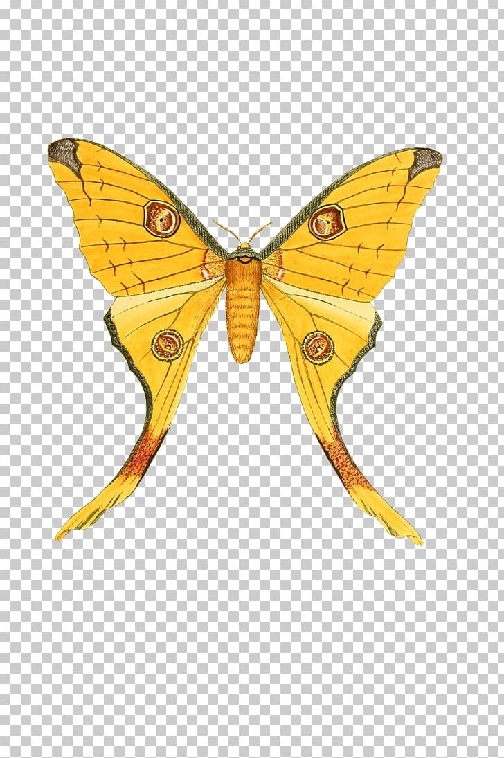 Monarch Butterfly Pieridae Insect Brush-footed Butterflies PNG, Clipart, Animal, Arthropod, Bee, Brush Footed Butterfly, Butterflies And Moths Free PNG Download