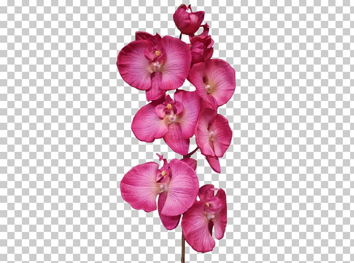 Moth Orchids Cut Flowers Pink M Petal PNG, Clipart, Blossom, Cut Flowers, Flower, Flowering Plant, Magenta Free PNG Download