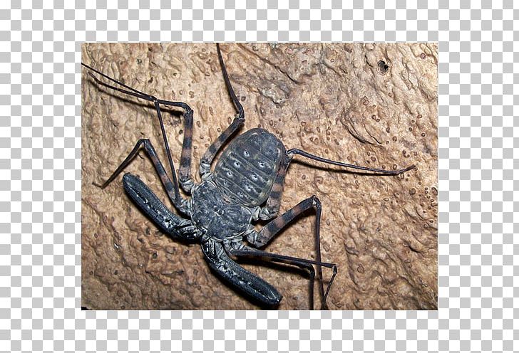 Scorpion Spider Damon Diadema Damon Variegatus Amblypygi PNG, Clipart, Amblypygi, Arachnid, Arachnology, Arthropod, Damon Free PNG Download