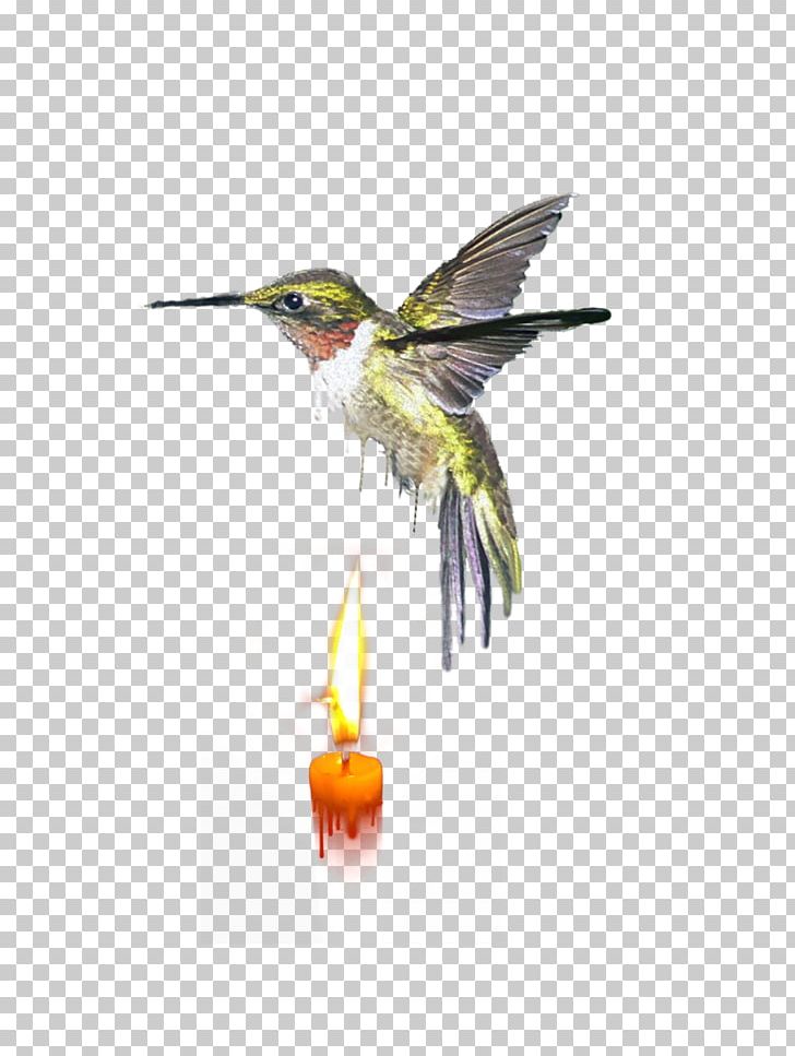 Wing Insect Fauna Feather Hummingbird M PNG, Clipart, Always And Forever, Animals, Beak, Bird, Coraciiformes Free PNG Download