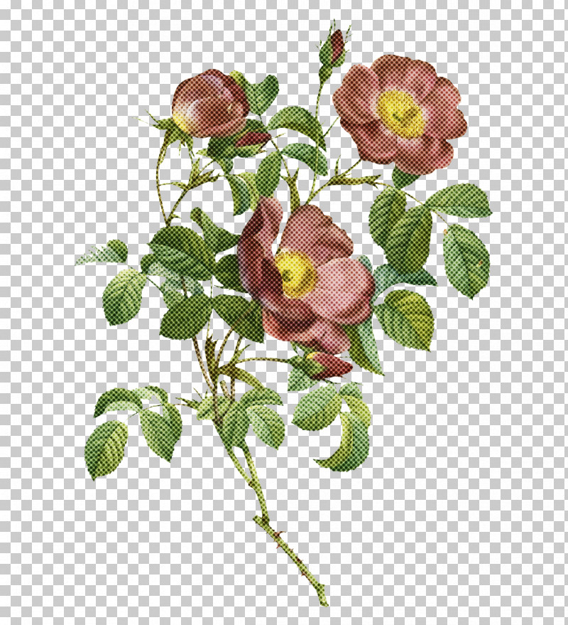 Garden Roses PNG, Clipart, Cabbage Rose, China Rose, Cut Flowers, Flower, French Rose Free PNG Download