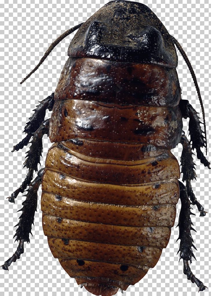 Florida Woods Cockroach Insect American Cockroach Bed Bug PNG, Clipart, Androidography, Animal, Arthropod, Australian Cockroach, Beetle Free PNG Download