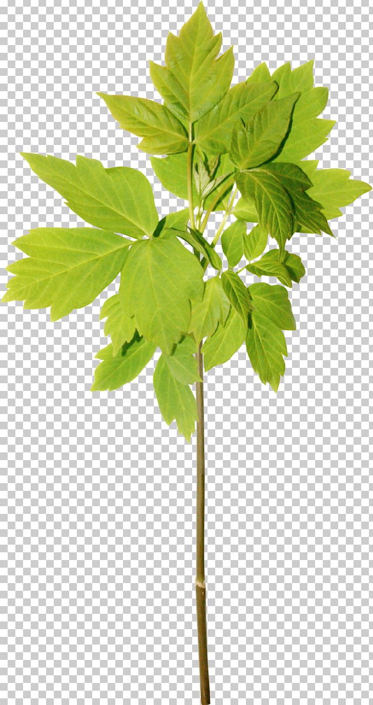Leaf Twig PNG, Clipart, Banana Leaves, Branch, Branches, Cartoon, Download Free PNG Download