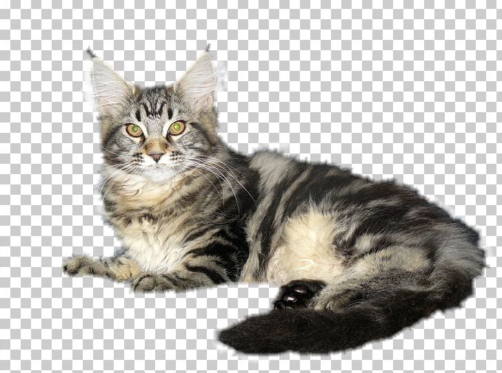 Maine Coon Siberian Cat Dragon Li Kurilian Bobtail Norwegian Forest Cat PNG, Clipart, Asian Semilonghair, Asian Semi Longhair, California Spangled, Carnivoran, Cat Like Mammal Free PNG Download