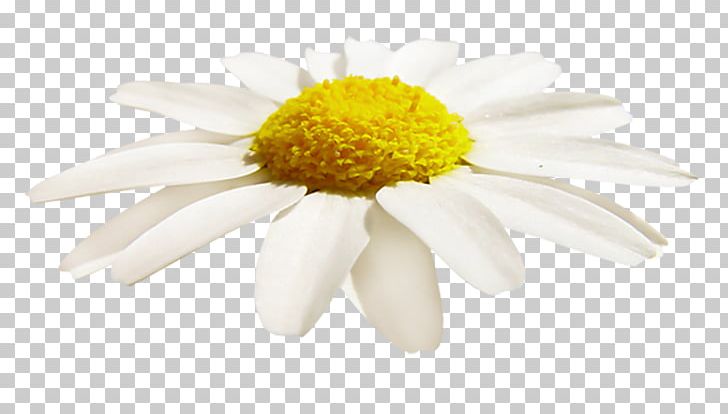 Cafe Oxeye Daisy Food PNG, Clipart, Blog, Cafe, Chamaemelum Nobile, Chrysanthemum, Chrysanths Free PNG Download