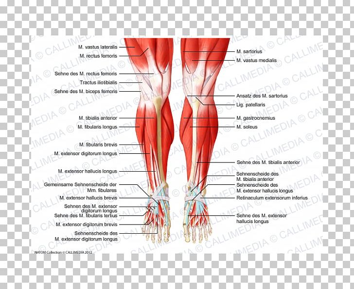 Knee Human Anatomy Human Body Muscular System PNG, Clipart, Abdomen, Anatomy, Arm, Biceps Femoris Muscle, Blood Vessel Free PNG Download