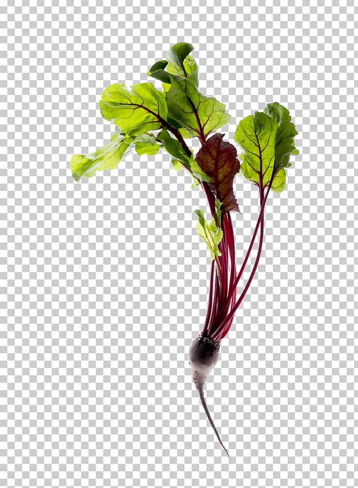 Upcycling Leaf Vegetable Do It Yourself Soil PNG, Clipart, Branch, Chard, Do It Yourself, Environment, Exxonmobil Free PNG Download