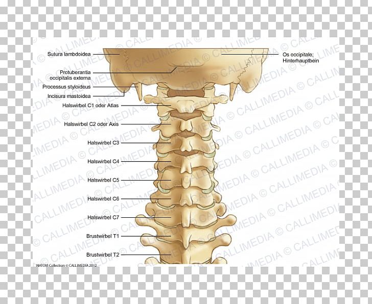 Cervical Vertebrae Process Vertebral Column Anatomy PNG, Clipart, 360 Degrees, Anatomy, Angle, Atlas, Axis Free PNG Download