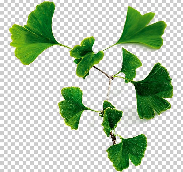 Herbalism Centella Asiatica Leaf Plant Stem PNG, Clipart, Annual Plant, Branch, Centella, Centella Asiatica, Ginko Free PNG Download