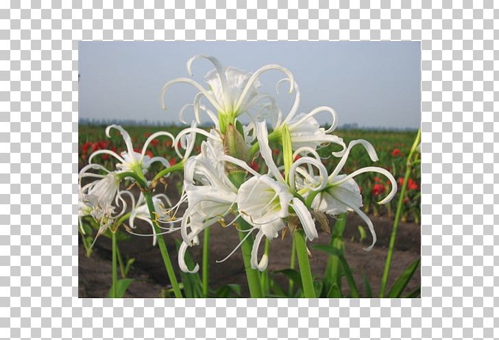 Hymenocallis Littoralis Amaryllis PNG, Clipart, Amaryllis, Amaryllis Belladonna, Amaryllis Family, Canna Lily, Flower Free PNG Download