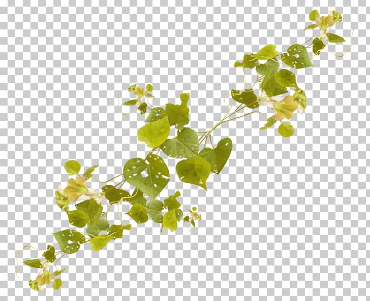 Plant Vine Tree PNG, Clipart, Branch, Conifers, Download, Food Drinks, Grass Free PNG Download