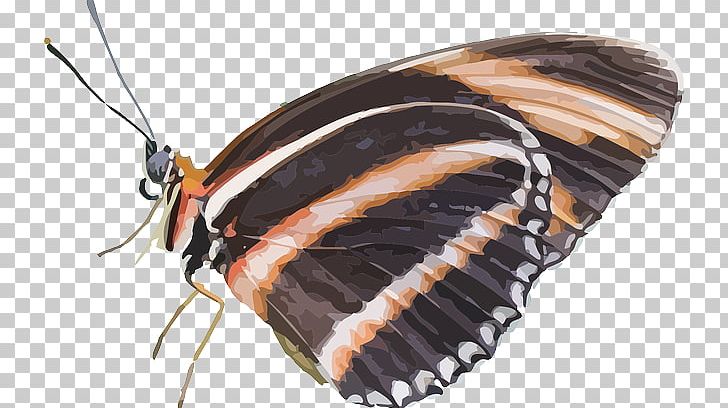 Brush-footed Butterflies Butterfly Insect PNG, Clipart, Art, Arthropod, Brush Footed Butterfly, Butterflies And Moths, Butterfly Free PNG Download