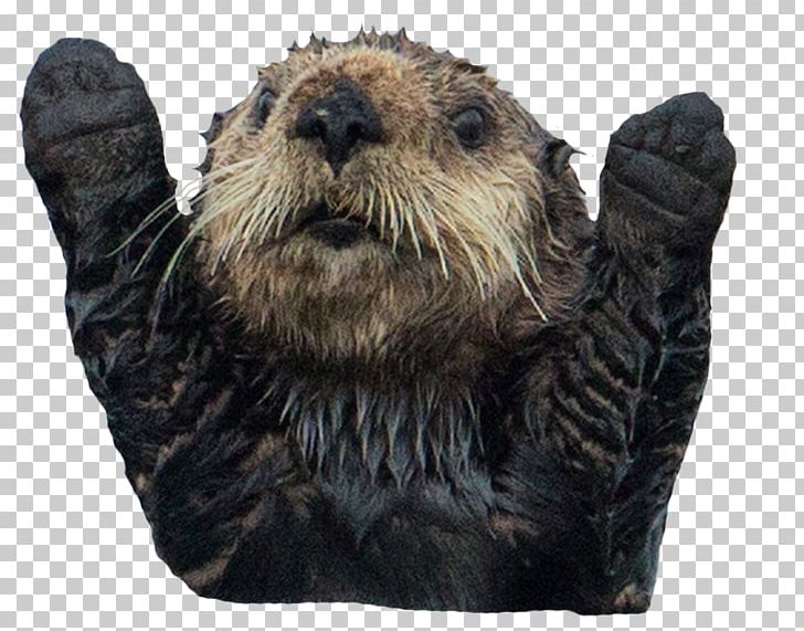 Sea Otter Sea Lion Platypus Puppy PNG, Clipart, Animal, Animals, Beaver, Blue Whale, Carnivoran Free PNG Download