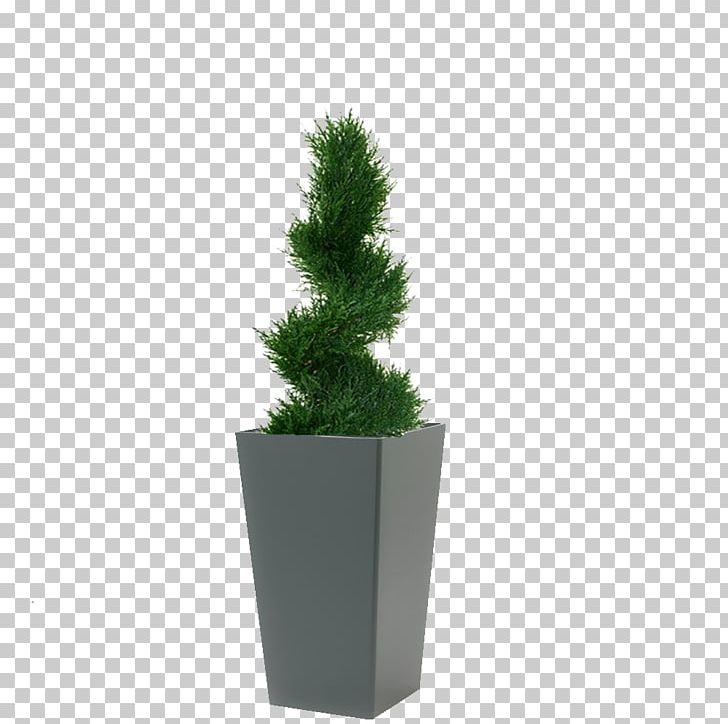 Spruce English Yew Conifeer Spiraal Deluxe 100cm Fir Flowerpot PNG, Clipart, Conifer, Coniferen, Coupon Design, English Yew, Evergreen Free PNG Download