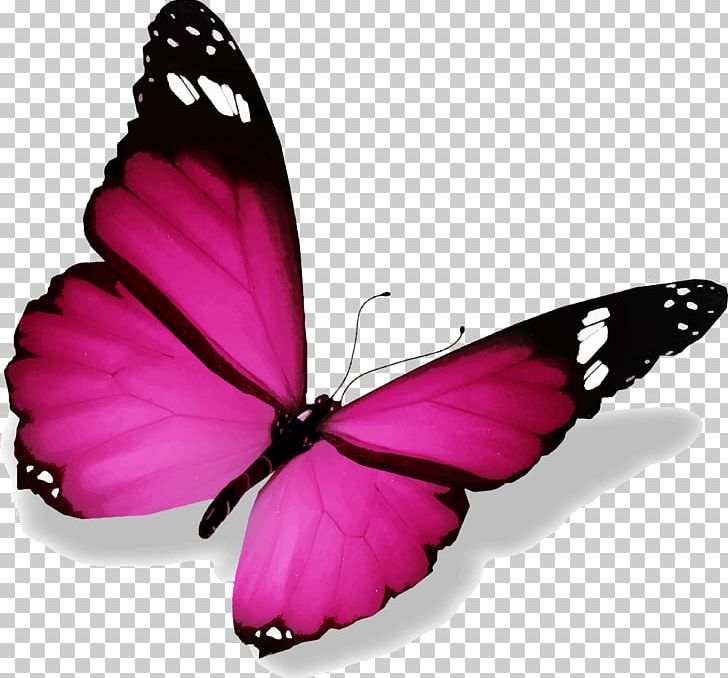 Butterfly Color Canvas Print PNG, Clipart, Arthropod, Bmp File Format, Brush Footed Butterfly, Butterfly, Colo Free PNG Download