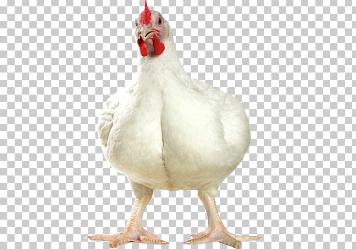 Cornish Chicken Broiler Roast Chicken Poultry Farming PNG, Clipart, Agriculture, Beak, Bird, Broiler, Chicken Free PNG Download