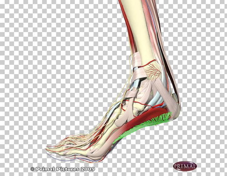 Heel Plantar Fasciitis Sole Plantar Fascia Foot PNG, Clipart, Achilles Tendinitis, Ankle, Arm, Chondromalacia Patellae, Finger Free PNG Download