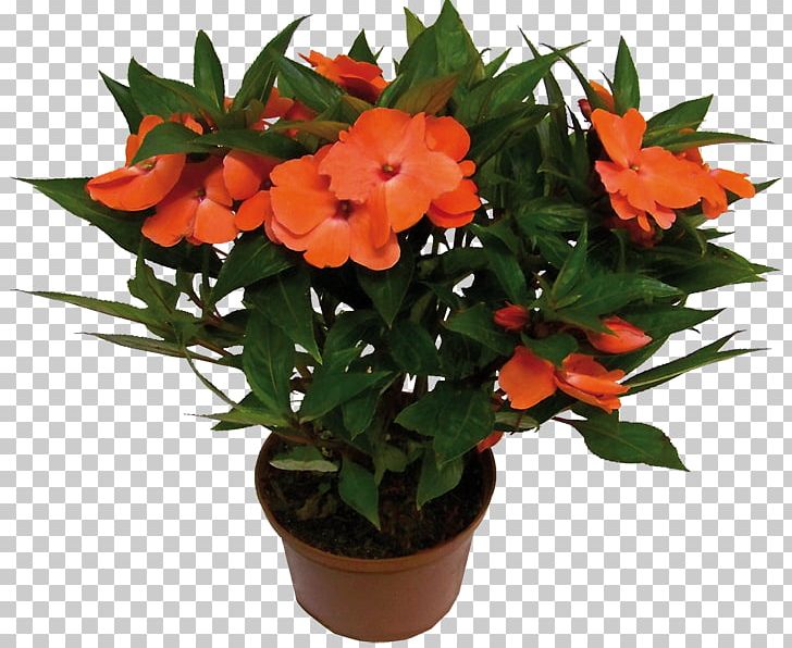 Houseplant Flower Impatiens Hawkeri Impatiens Walleriana PNG, Clipart, Annual Plant, Balsaminaceae, Chinese Evergreens, Cut Flowers, Flower Free PNG Download