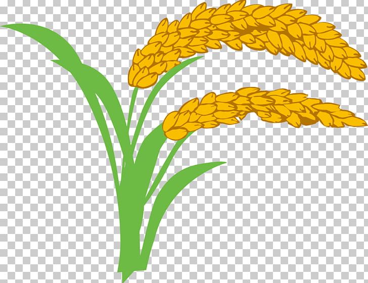 Rice Oryza Sativa Wheat PNG, Clipart, Brown Rice, Cartoon, Clip Art, Commodity, Encapsulated Postscript Free PNG Download